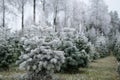 Lot of fir trees covered with snow on a blurred background Royalty Free Stock Photo