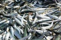 Lot of fish caught on Costa Caparica beach in Portugal Royalty Free Stock Photo