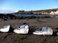 Lot of Fish Heads over the Sand Royalty Free Stock Photo