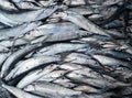 A lot of fish. Raw fish caught Royalty Free Stock Photo
