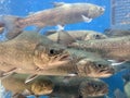 A lot of fish swims in the water. Salmon in the blue water of a grocery supermarket. Large aquarium, salmon close-up. Live trout Royalty Free Stock Photo