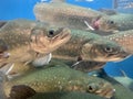 A lot of fish swims in the water. Salmon in the blue water of a grocery supermarket. Large aquarium, salmon close-up. Live trout Royalty Free Stock Photo