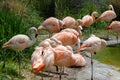 A lot of flamingos - family Phoenicopteriformes Royalty Free Stock Photo