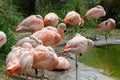 A lot of flamingos - family Phoenicopteriformes Royalty Free Stock Photo