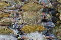 A lot of Flower crab, Blue crab, Blue swimmer crab, Blue manna crab, Sand crab to selling in market