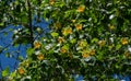 A lot of flowers on Tulip tree Liriodendron tulipifera in Arboretum Park Southern Cultures in Sirius Adler Sochi. American Tul