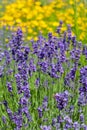 Lot of flowers of violet lavender blooming in garden