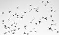 Lot of flying birds lightgray sky background Royalty Free Stock Photo