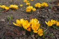 A lot of amber yellow flowers of crocuses