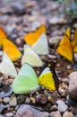 Lot of forest butterfly Royalty Free Stock Photo