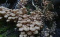 A lot of forest mushrooms grown on the old trunk of a fallen tree. The concept of autumn mushroom picking Royalty Free Stock Photo