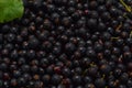 A lot of fresh black currant berries natural background Royalty Free Stock Photo