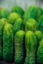 Cucumbers in summer. Fresh wet pickle ready for canning. Cucumbers for salads or canning. Cucumbers in countryside. Summer vegetab Royalty Free Stock Photo