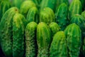 Cucumbers in summer. Fresh wet pickle ready for canning. Cucumbers for salads or canning. Cucumbers in countryside. Summer vegetab Royalty Free Stock Photo