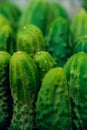 Cucumbers in summer. Fresh wet pickle ready for canning. Cucumbers for salads or canning. Cucumbers in countryside. Summer vegetab Royalty Free Stock Photo