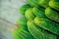 Cucumbers in summer. Fresh wet pickle ready for canning. Cucumbers for salads or canning. Cucumbers in countryside. Summer vegetab Royalty Free Stock Photo