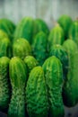 Cucumbers in summer. Fresh wet pickle ready for canning. Cucumbers for salads or canning. Cucumbers in countryside. Summer vegetab Royalty Free Stock Photo