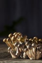 A lot of fresh and cut honey agaric armillaria on wooden background Royalty Free Stock Photo