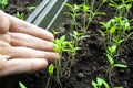 A lot of fresh green sprouts of young tomato bush