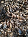 Lot of fresh mussels on fishing net