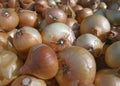 Lot of fresh onions Royalty Free Stock Photo