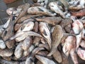 Lot of fresh parrotfish in the market