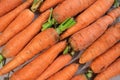 A lot of fresh and tasty carrots. Healthy eating.