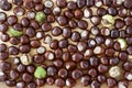 A lot of freshly harvested chestnuts scattered on wooden table. Autumn arrangement in brown color.