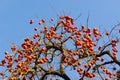 A lot of fruit ripe persimmon tree