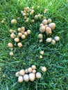 Fungi mushrooms on turf lawn after a rainy season Royalty Free Stock Photo