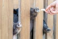 Lot of funny pig noses peeking through wooden fence at farm. Human hand feeding pigs with vegetables. Piglets sticking snouts Royalty Free Stock Photo