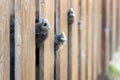 Lot of funny pig noses peeking through wooden fence at farm. Piglets sticking snouts . Intuition or instinct feeling concept