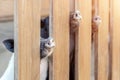 Lot of funny pig noses peeking through wooden fence at farm. Piglets sticking snouts . Intuition or instinct feeling concept Royalty Free Stock Photo