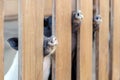 Lot of funny pig noses peeking through wooden fence at farm. Piglets sticking snouts . Intuition or instinct feeling concept