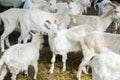 A lot of goats on a goat farm. Farm livestock farming for milk dairy products Royalty Free Stock Photo