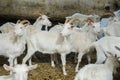 A lot of goats on a goat farm. Farm livestock farming for milk dairy products Royalty Free Stock Photo