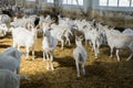 A lot of goats on a goat farm. Farm livestock of goat milk dairy products Royalty Free Stock Photo