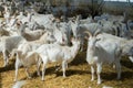 A lot of goats on a goat farm. livestock farming for goat milk dairy products Royalty Free Stock Photo