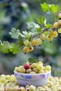 A lot of gooseberry on table Royalty Free Stock Photo