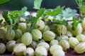 A lot of gooseberry on table Royalty Free Stock Photo