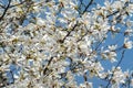 Lot of gorgeous white magnolia flowers in a blue sky. Like a flock of white butterflies! Royalty Free Stock Photo