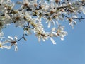 Lot of gorgeous white magnolia flowers in a blue sky. Like a flock of white butterflies! Royalty Free Stock Photo