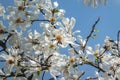 Lot of gorgeous white magnolia flowers in a blue sky. Like a flock of white butterflies! Royalty Free Stock Photo