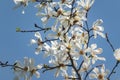 Lot of gorgeous white magnolia flowers in a blue sky. Like a flock of white butterflies! Royalty Free Stock Photo