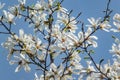 Lot of gorgeous white magnolia flowers in a blue sky. Like a flock of white butterflies! Royalty Free Stock Photo