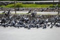 lot of gray pigeons on the street Royalty Free Stock Photo