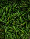 A lot of green chillies Royalty Free Stock Photo