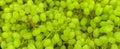 A lot of green grapes, texture background. Pile of fresh ripe green grapes pattern, high quality photo Royalty Free Stock Photo