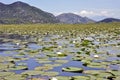 A lot of green lily leaves and nenuphars on Skadar Lake Royalty Free Stock Photo