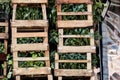 Lot of green plantations in wooden boxes in a garden